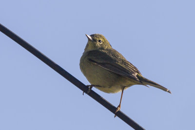 Orange-crowned Warbler