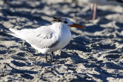 Royal Tern