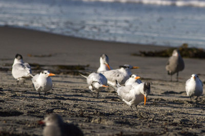 Royal Tern