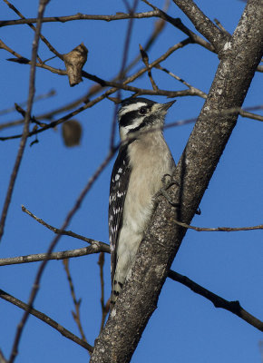 Downy Woodpecker