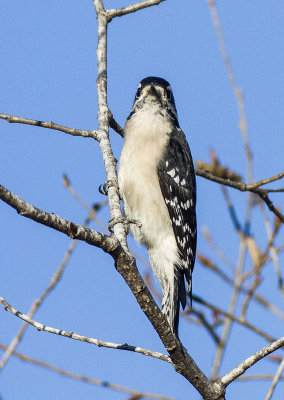 Downy Woodpecker