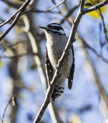 Downy Woodpecker