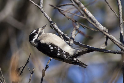 Downy Woodpecker