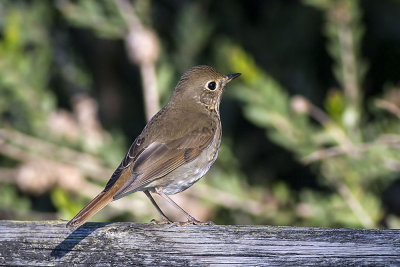 Hermit Thrush
