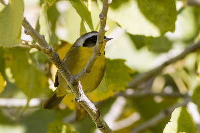 Common Yellowthroat