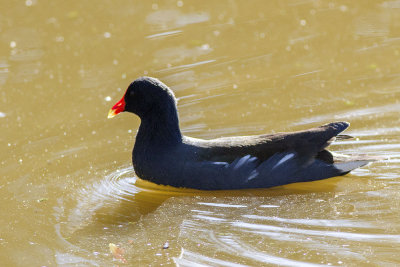 Common Moorhen