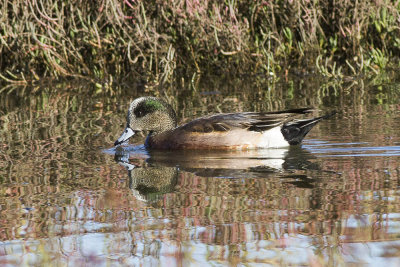 American Wigeon