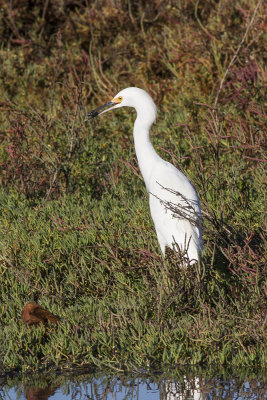 Snowy Egret