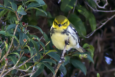 Black-throated Green Warbler