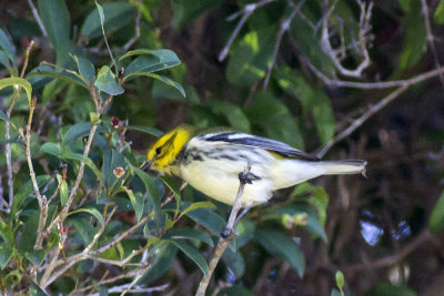 Black-throated Green Warbler