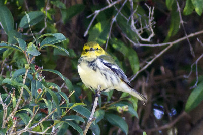 Black-throated Green Warbler