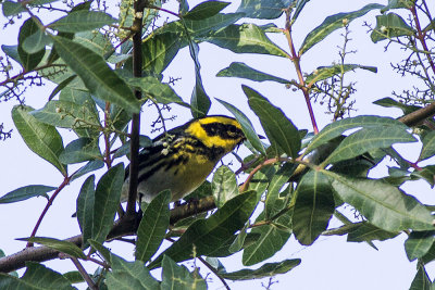 Townsend's Warbler