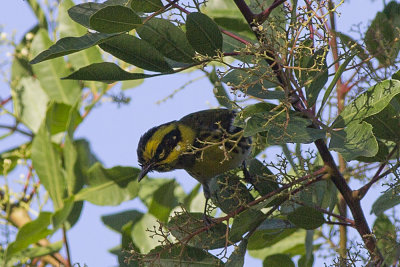 Townsends Warbler