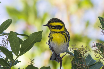 Townsend's Warbler