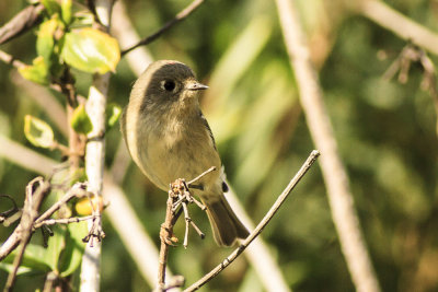 Ruby-crowned Kinglet