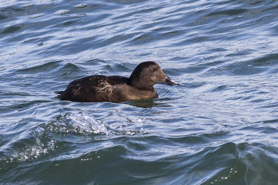 White-winged Scoter