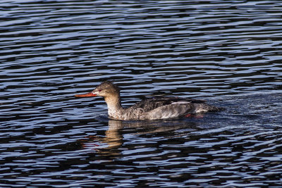 Common Merganser