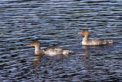 Common Merganser