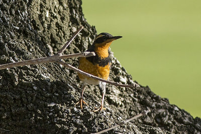 Varied Thrush