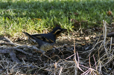 Varied Thrush