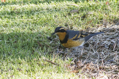 Varied Thrush