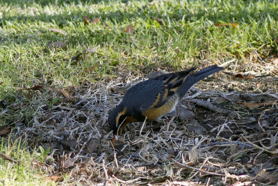 Varied Thrush