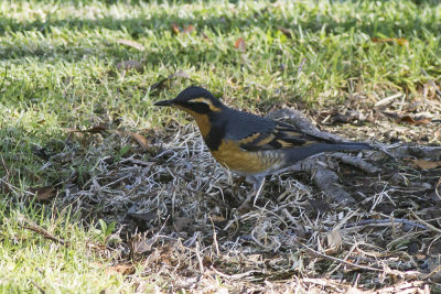 Varied Thrush