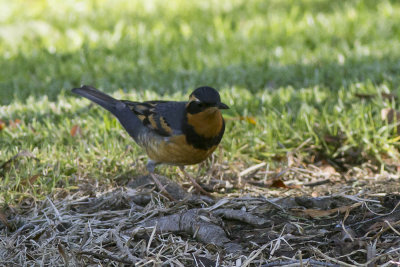 Varied Thrush