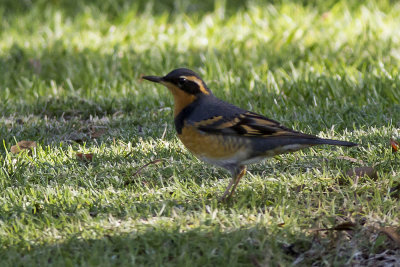 Varied Thrush