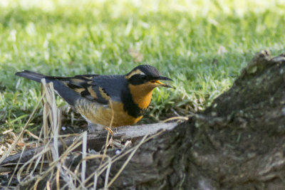 Varied Thrush