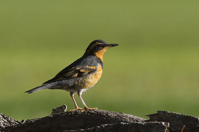 Varied Thrush