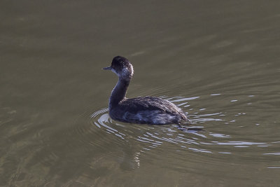 Horned Grebe