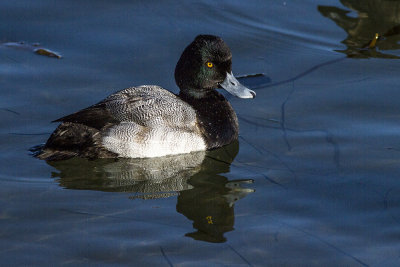 Greater Scaup