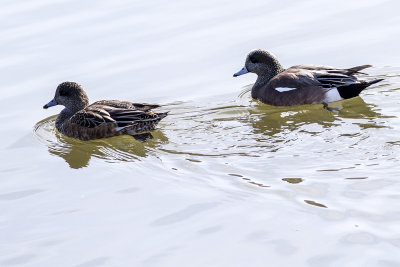 American Wigeon