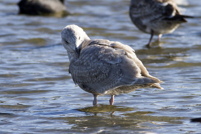 Glaucous-winged Gull