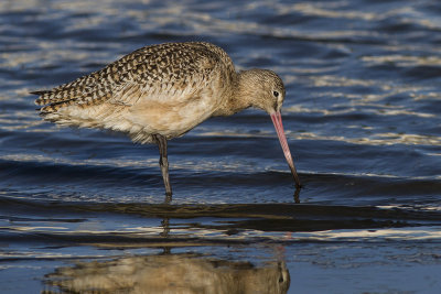 Marbeled Godwit