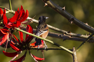 Orchard Oriole