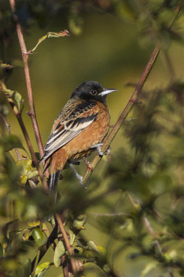 Orchard Oriole