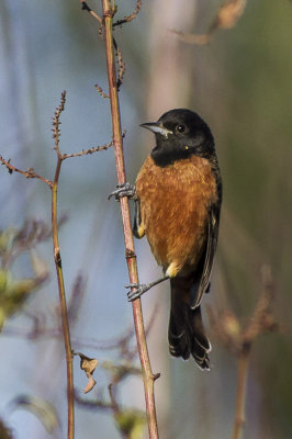 Orchard Oriole