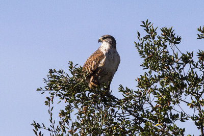 Ferruginous Hawk