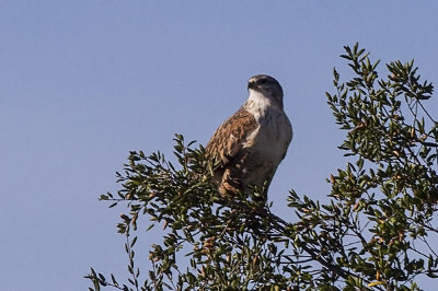 Ferruginous Hawk