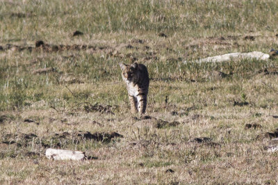 Bobcat (Lynx rufus)