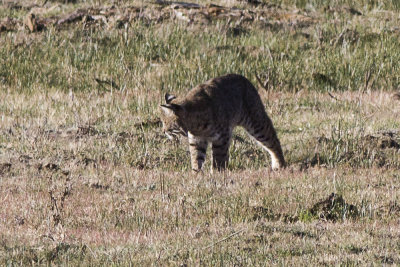 Bobcat (Lynx rufus)