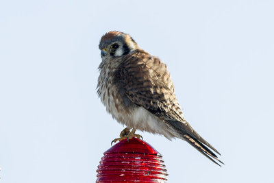 Kestrel