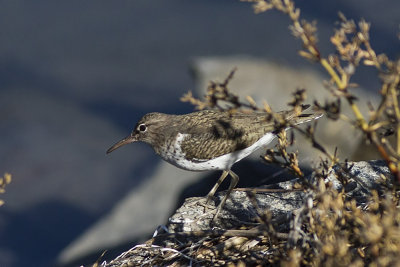 Spotted Sandpiper