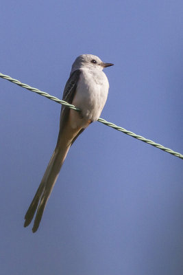 Scissor-tailed Flycatcher 