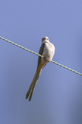 Scissor-tailed Flycatcher