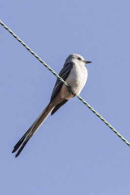 Scissor-tailed Flycatcher