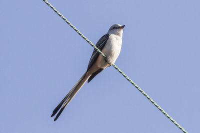 Scissor-tailed Flycatcher
