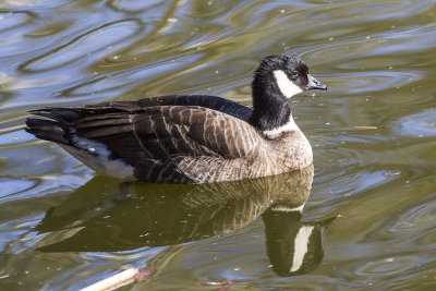 Aleutian Cackling Goose 